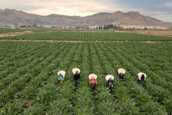 Cítricos, alcachofa, almendro y brócoli lideran la superficie de cultivo en la Vega Baja del Segura